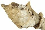 Pleistocene Fossil Deer (Odocoileus) Partial Antler/Skull #265351-4